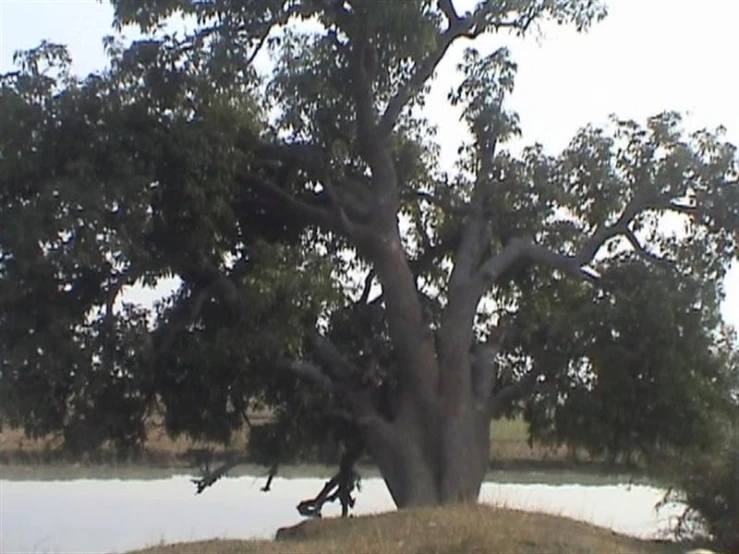 a tree near the water and some dirt