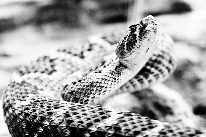 a close up of a snake with its mouth open