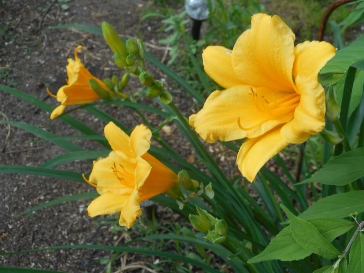 two yellow flowers next to each other in a garden