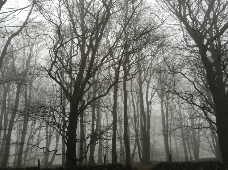 a grove of trees on a foggy day
