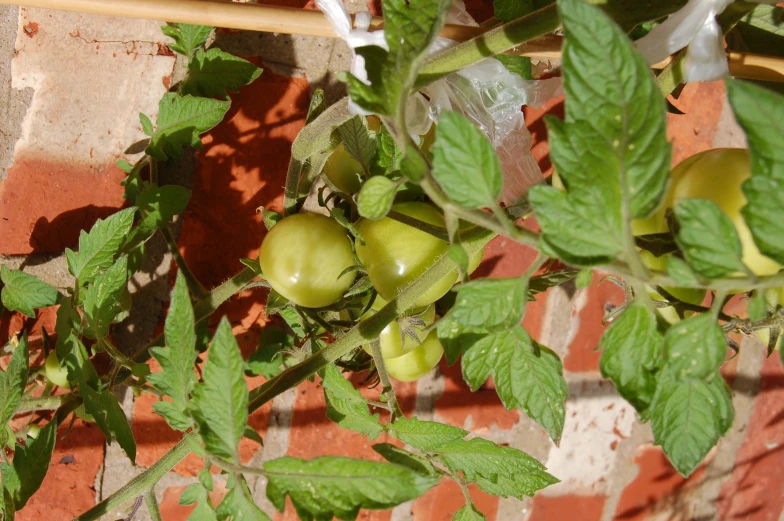 a close up s of the green tomato plant