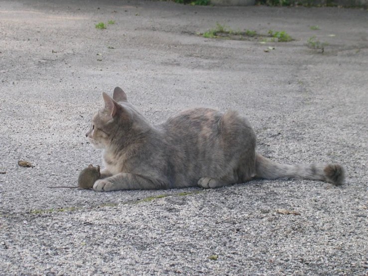 a cat is sitting in the dirt on a gravel floor