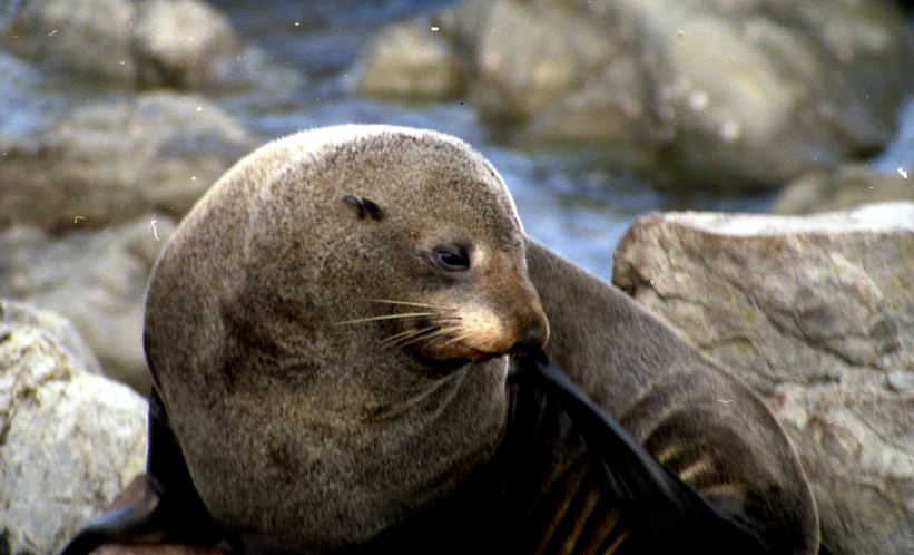 a seal is playing with an electronic device