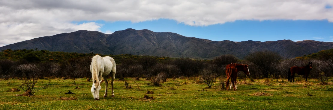 horses and cows in a green grassy area with mountains behind them
