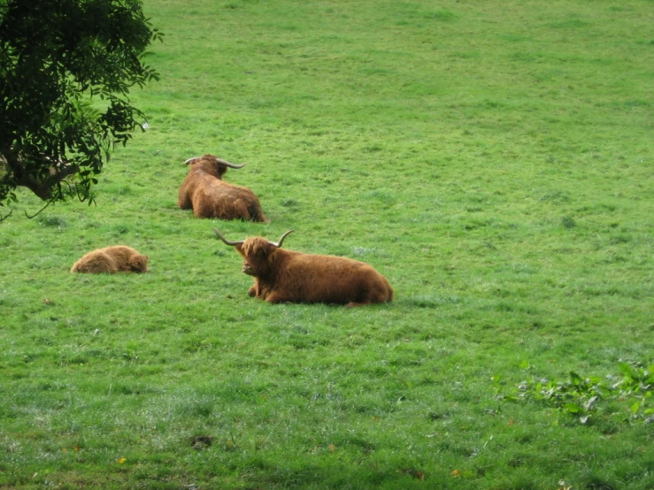 some animals are laying down in a grassy field