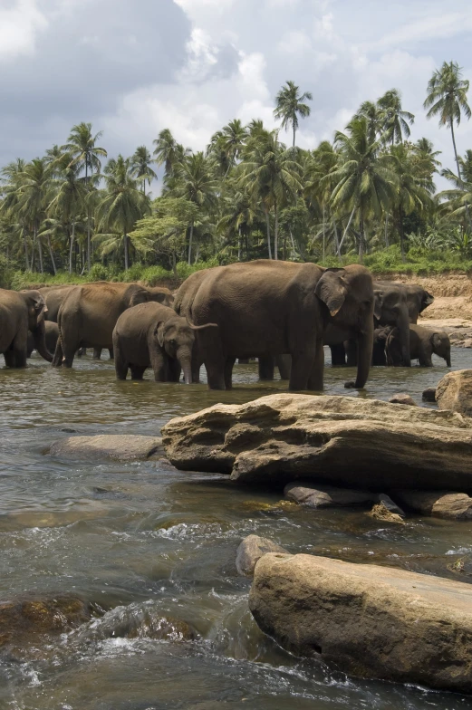 a herd of elephants standing in shallow water near shore