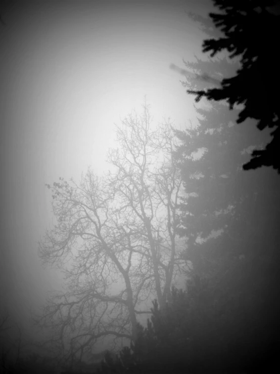 a bench that is sitting near some trees in the fog