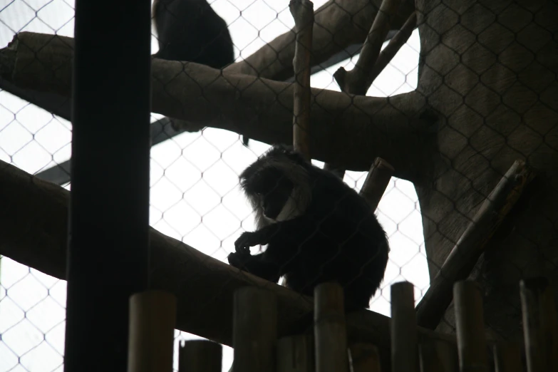 a monkey sitting on a tree looking over a fence