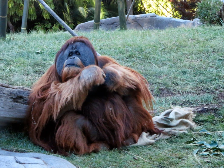 an oranguel is lying on its back in front of a log