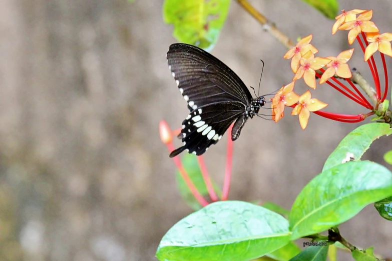 a black erfly sits on some yellow and red flowers