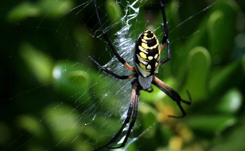 a black and yellow spider with very long legs hanging upside down in its web