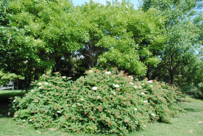 a bush in a park filled with lots of green foliage