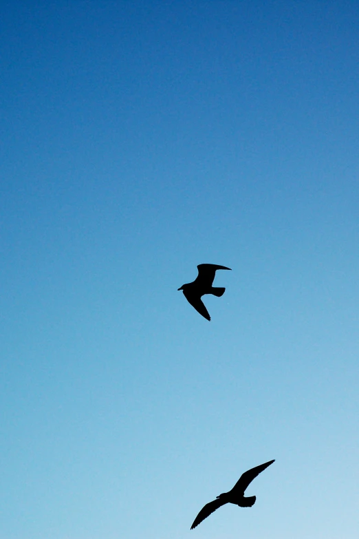 three birds flying in the air on a sunny day