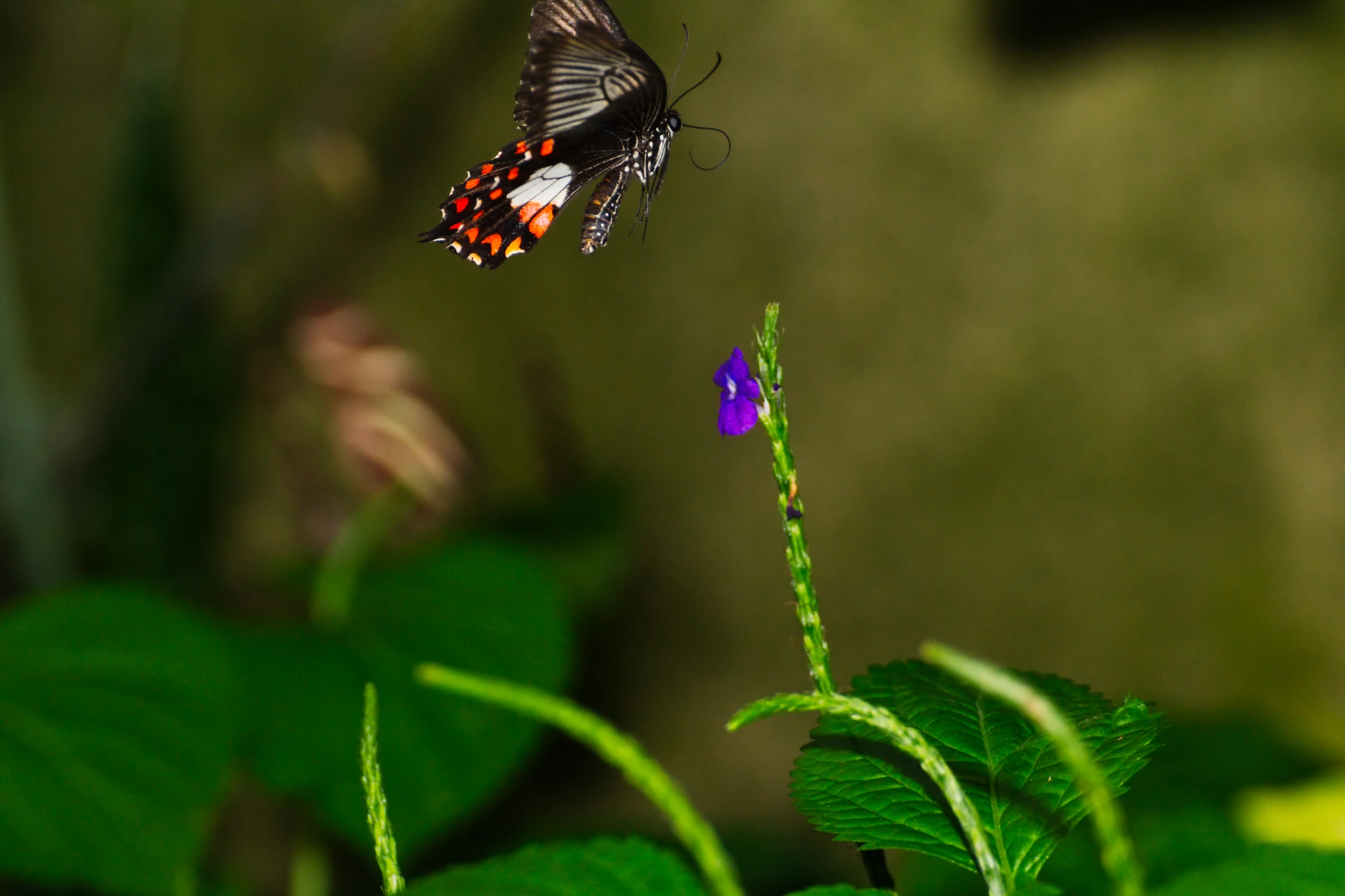 two erflyes are flying close together while one has its wings open