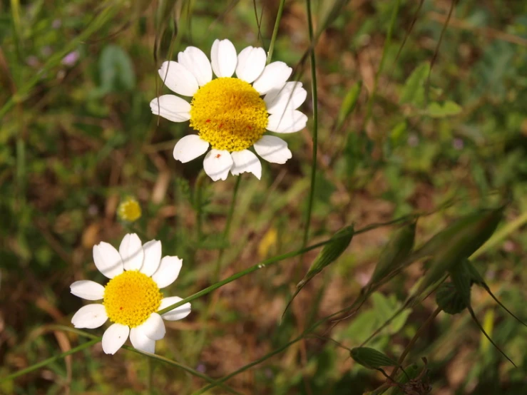 two white and yellow flowers in the wild