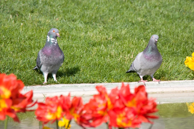 two pigeons look at each other in front of flowers
