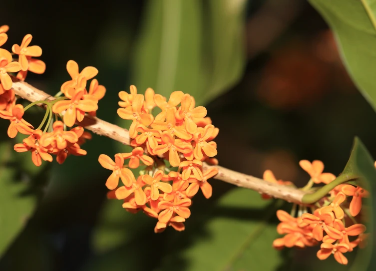 an orange flower is growing on the nch