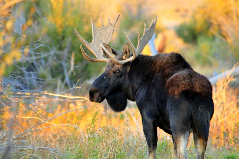 moose's head is covered with large antlers in the grass