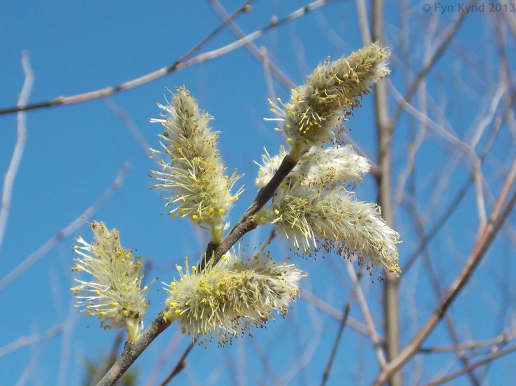 a tree with white flowers and leaves in front of the blue sky