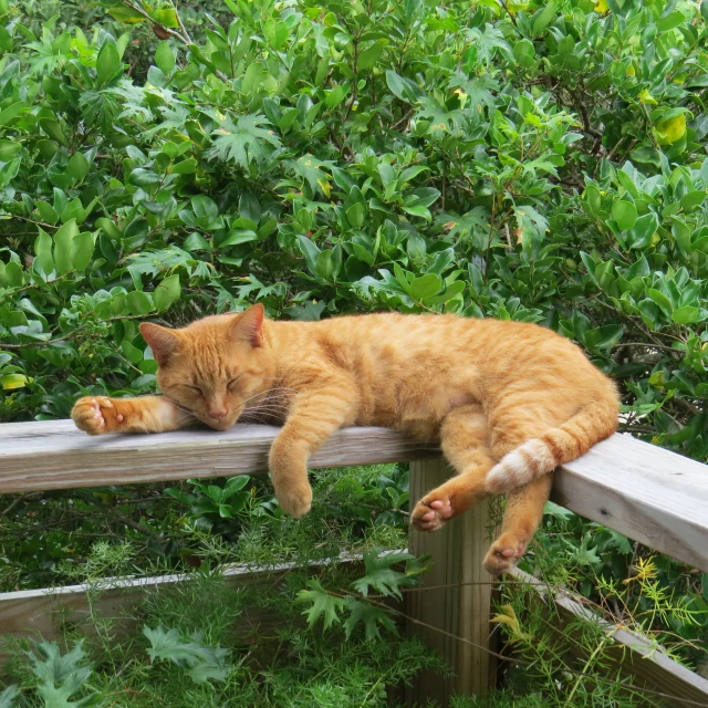 an orange cat sleeping on a wood fence