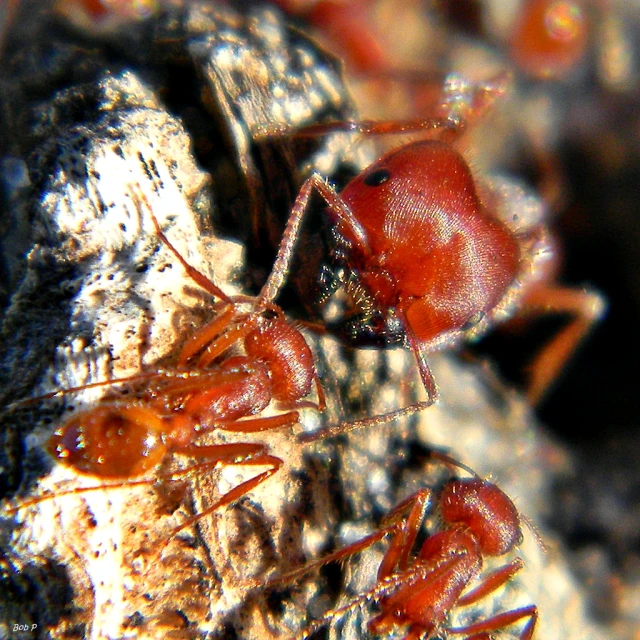 close up of a red bug sitting on a nch