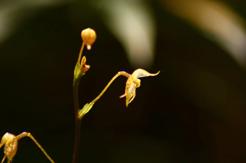 two flowers with brown and yellow leaves in the dark