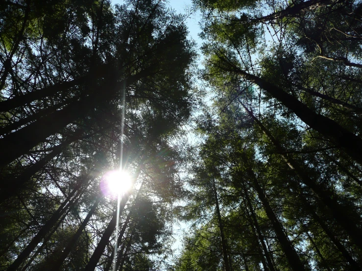 the sun is shining through tall trees with the bright sun