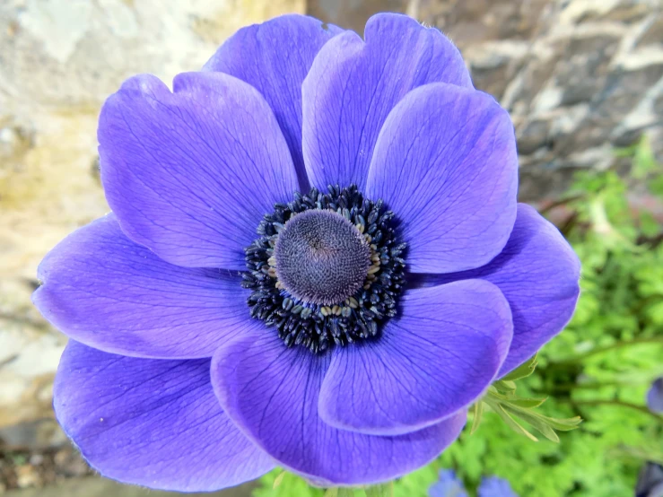 a purple flower with black stamen on the inside
