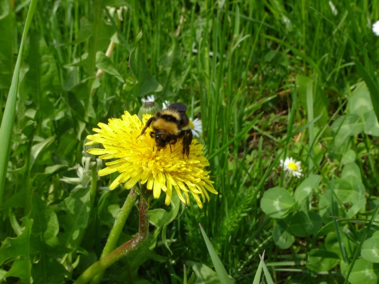 a bee on a dandelion that is in the grass