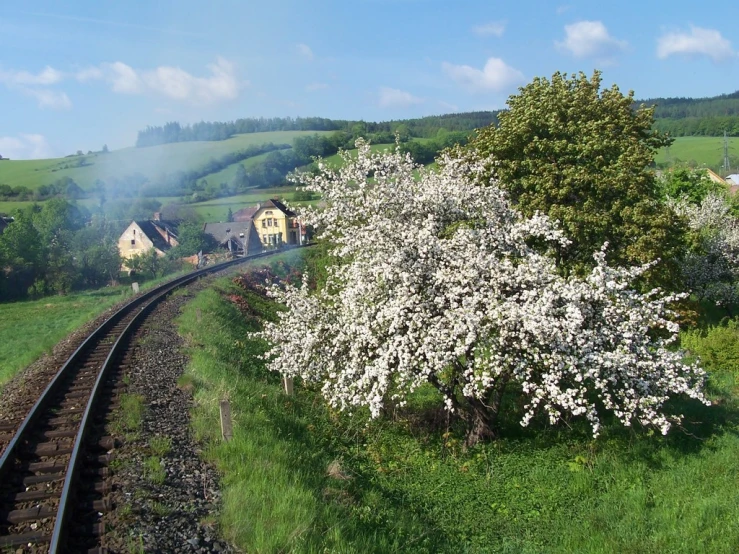 the tree on the right is a blooming apple tree on the left, and the house on the right has an odd shaped structure