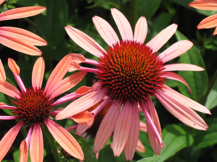 several orange and pink flowers close together