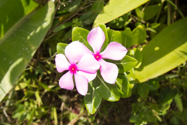 the flowers are growing very near the green leaves