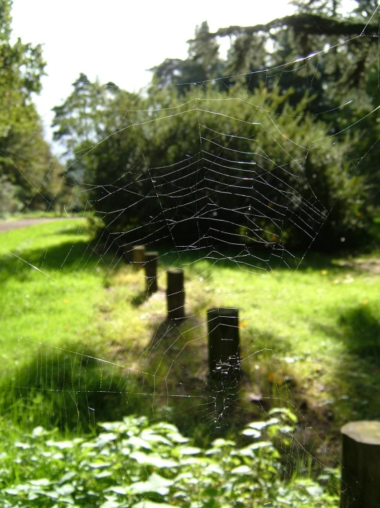 a spider web hanging over the top of trees and grass