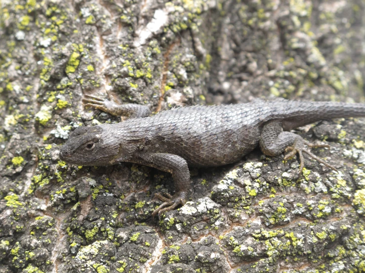 a lizard with gray and green spots climbing up a tree