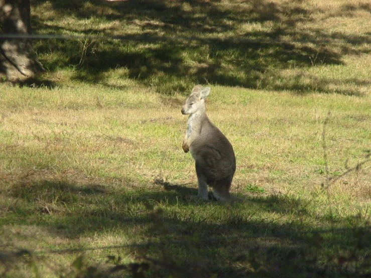 an image of a kangaroo standing on its hind legs