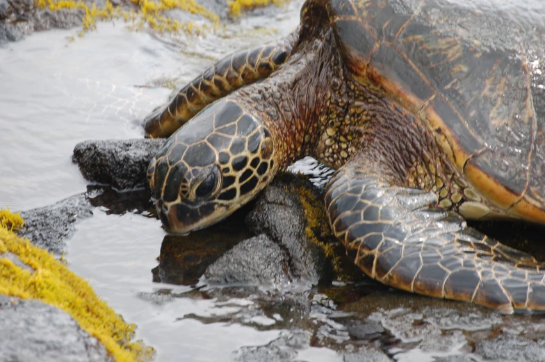 a close up of a turtle swimming in the water