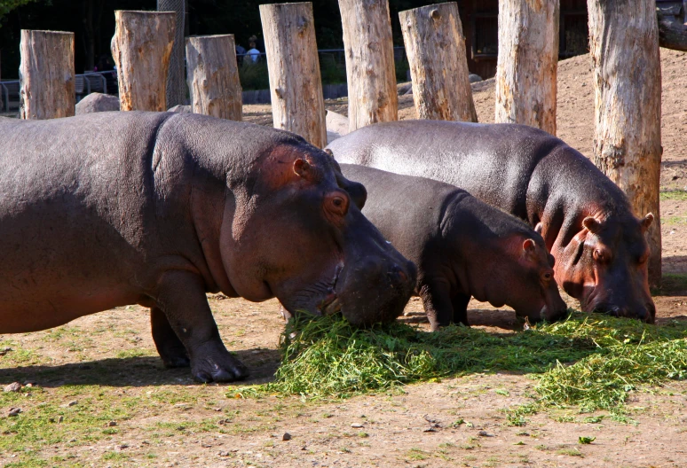 two hippo standing next to each other eating grass
