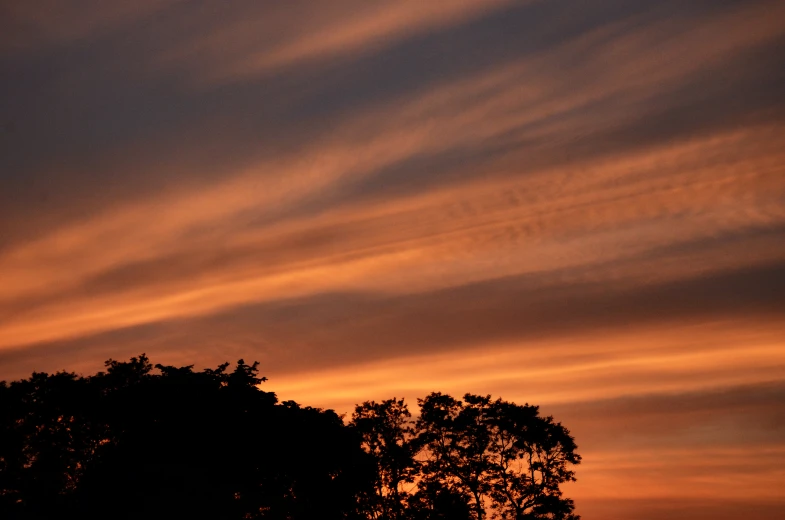 a bird flies high in the sky on top of a tree