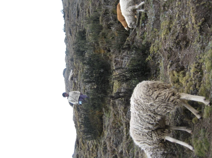 two sheep and a dog walking in the dirt