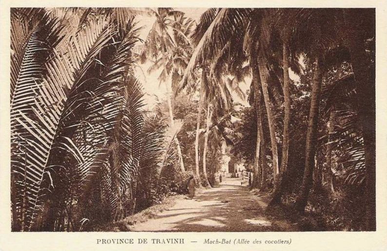 an illustration of a dirt road with tall palm trees