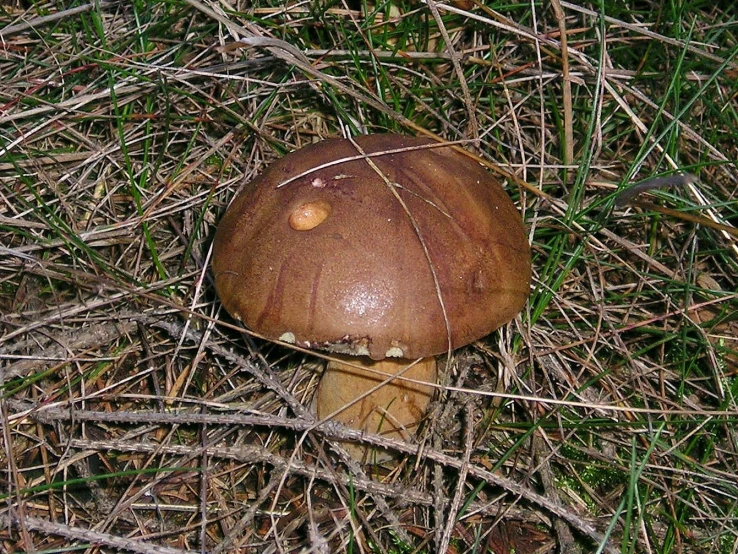 a mushroom on the ground near dead nches