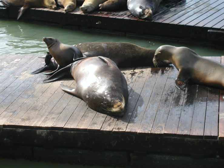 four sea lions are laying on a pier