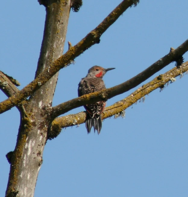 a bird sitting on the nch of a tree