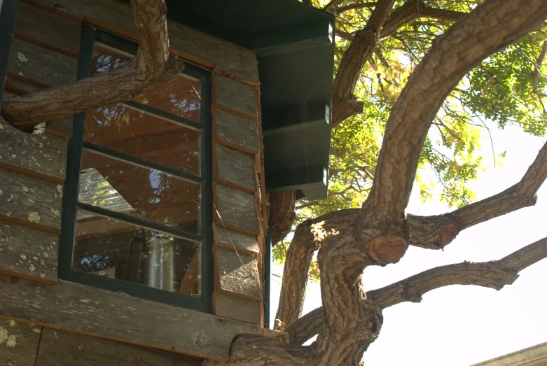 a tree and a house with some windows