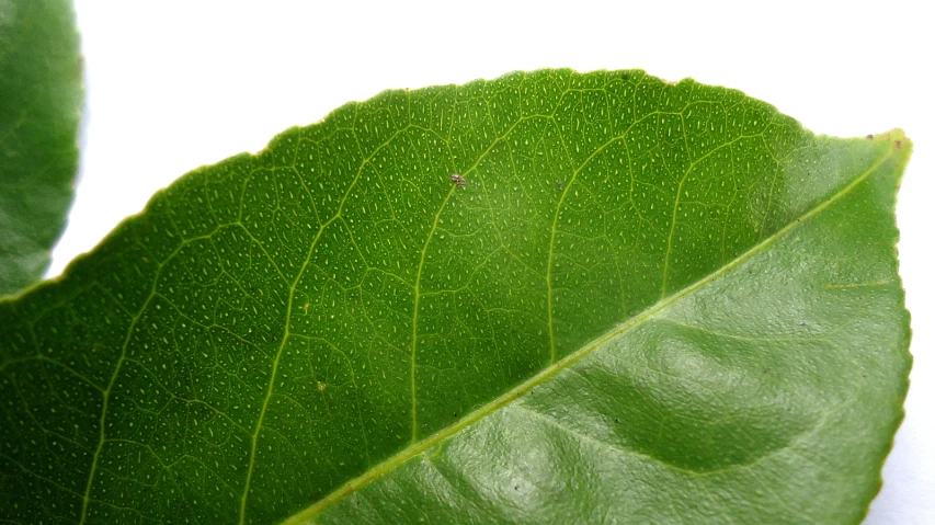 some green leaf with white back ground