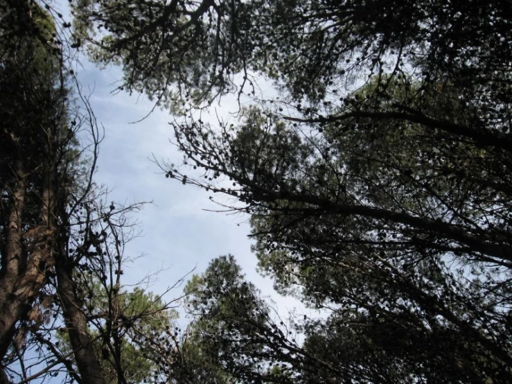 the view up at trees reaching to the blue sky