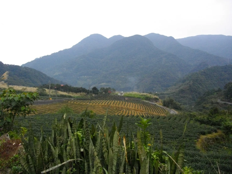 a lush green hillside surrounded by trees and hills