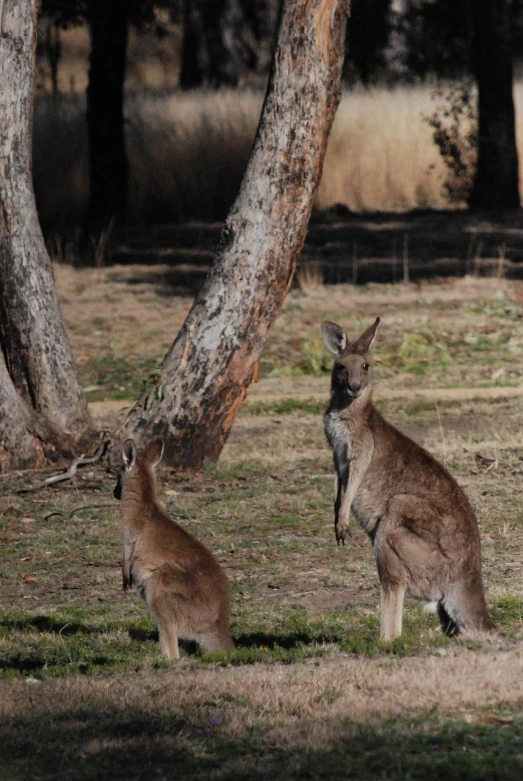 two kangaroos are standing in a grass field