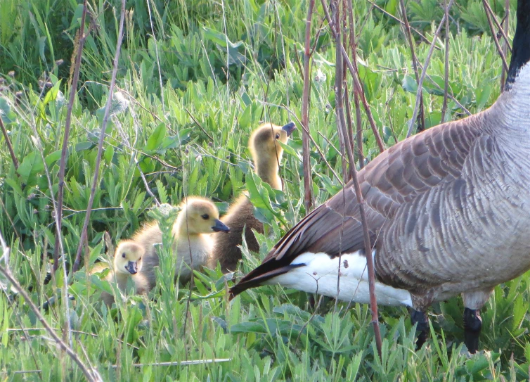 a canadian goose with her young geese in the grass