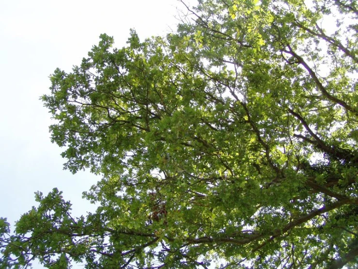 tall leaves are all around in a tree